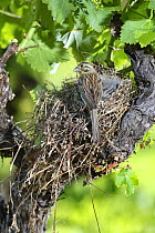 Rear view of female Cirl bunting {Emberiza cirlus} at nest, in vinyard, Potes, Picos de Europa, Asturias, Spain