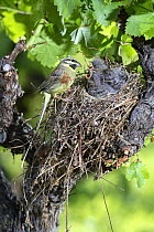 Male Cirl bunting {Emberiza cirlus} at nest with chicks, in vinyard, Potes, Picos de Europa, Asturias, Spain