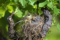 Male Cirl bunting {Emberiza cirlus} at nest with chicks, carrying nesting materials in beak, in vinyard, Potes, Picos de Europa, Asturias, Spain