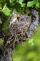 Male Cirl bunting {Emberiza cirlus} at nest with chicks, in vinyard, Potes, Picos de Europa, Asturias, Spain