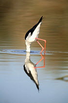 Black winged stilt {Himantopus himantopus} with head submerged, feeding in lake, Donana NP, Sevilla, Spain