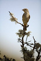 Juvenile Woodchat shrike {Lanius senator} perching on tree top, Plá de Xirau, Alicante, Spain