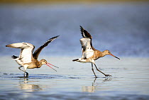 Black tailed godwits {Limosa limosa} landing on water surface, Donana NP, Sevilla, Spain