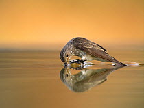 Spotted flycather {Muscicapa striata} drinking at bird bath, Plá de Xirau, Alicante, Spain