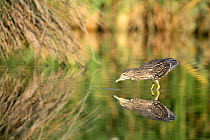 Black crowned heron {Nycticorax nycticorax} foraging in lake, Donana NP, Sevilla, Spain