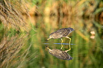 Black crowned heron {Nycticorax nycticorax} foraging in lake, Donana NP, Sevilla, Spain