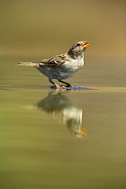 Common sparrow {Passer domesticus} female drinking in bird bath, Pla de Xirau, Alicante, Spain