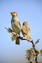 Common sparrow {Passer domesticus} females perching on branch, Pla de Xirau, Alicante, Spain