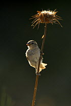 Common sparrow {Passer domesticus} female perching on Thistle, Pla de Xirau, Alicante, Spain