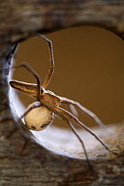 Nursery web spider {Pisaura mirabilis} with egg sac, Potes, Picos de Europa, Asturias, Spain