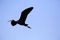 Glossy ibis {Plegadis falcinellus} in flight, Donana NP, Sevilla, Spain