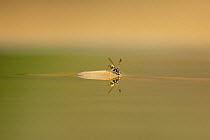 German yellow jacket wasp {Polistes germanica} on rock, drinking from pond, Plá de Xirau, Alicante, Spain