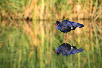 Purple swamphen {Porphyrio porphyrio} ruffling feathers in lake, Donana NP, Sevilla, Spain