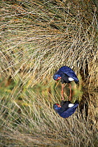 Purple swamphen {Porphyrio porphyrio} preening feathers at lake edge, Donana NP, Sevilla, Spain