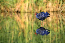 Purple swamphen {Porphyrio porphyrio} standing in lake, Donana NP, Sevilla, Spain