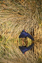 Purple swamphen {Porphyrio porphyrio} ruffling feathers at lake edge, Donana NP, Sevilla, Spain