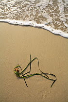 Neptune grass {Poisidonia oceanica} washed up on beach, Vistamar beach, Pilar de la Horadada, Alicante, Spain