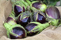 Eggplant / Aubergine {Solanum melongena} Spain