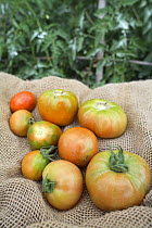 Tomatoes {Solanum lycopersicum} picked from vegetable garden, Spain