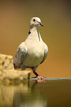 Collared dove {Streptopelia decaocto} perching next to bird bath, Pla de Xirau, Alicante, Spain