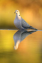 Collared dove {Streptopelia decaocto} perching next to bird bath, Plá de Xirau, Alicante, Spain