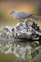 Collared dove {Streptopelia decaocto} walking on rock next to bird bath, Plá de Xirau, Alicante, Spain