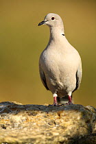 Collared dove {Streptopelia decaocto} Plá de Xirau, Alicante, Spain