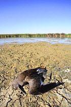 Spotted redshank {Tringa erithropus} dead near waters edge, Donana NP, Sevilla, Spain
