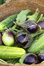 Harvested Cucmber {Cucumis sp.} with Eggplant / Aubergine {Solanum melongena} Spain