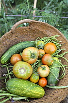 Basket with Tomatoes, Cucumbers and Beans picked from vegetable garden, Spain