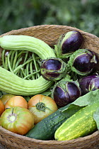 Basket with Tomatoes, Cucumbers and Aubergines picked from vegetable garden, Spain