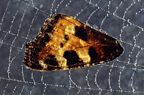 Wing of Small tortoiseshell butterfly {Aglais urticae} caught in spider's web, UK