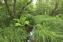 Wet Alder carr with royal fern, Norfolk Broads, UK, June,