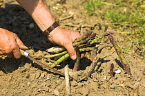 Gardener cutting Asparagus spears with traditional knife , UK, June