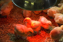 Baby chickens {Gallus gallus domesticus} under heat lamp, Norfolk, UK, May