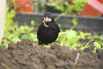 Adult male Blackbird {turdus merula} with worms in garden border, Norfolk, UK, May