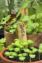 Basil {Ocimum basilicum} and Coriander {Coriandum sativum} seedlings in terracotta pots.