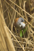 Male Bearded tit {panurus biarmicus} perching on Phragmites reed with nest materials, Norfolk, UK, April