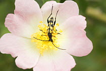 Spotted Longhorn beetle {Rutpela maculata} feeding on Dog rose, Norfolk, UK, June