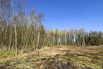 Birch clearance in wet woodland to improve wetland habitat, Norfolk, UK, April