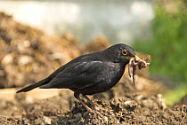 Male Blackbird {Turdus merula} collecting worms on freshly dug vegetable plot, Norfolk, UK, April