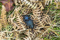 Bloody nosed beetles, {timarcha tenebricosa} mating on Braken leaves on heathland floor, Norfolk, UK, April