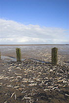 Razor shells {Ensis siliqua} and weathered posts, exposed at low tide, Norfolk UK,