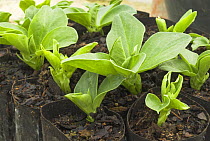 Broad bean seedlings {Vicia faba} growing in fibre pots, UK.