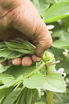 Gardener nipping out tops of Broad Bean plant {Vicia faba} 'Aquadulce' variety, to prevent blackfly infestation, UK, June