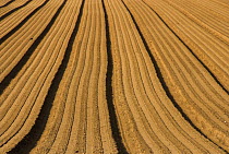Arable field with with freshly drilled Carrot beds, Norfolk, UK, April