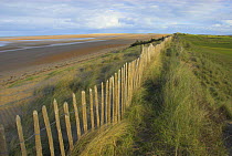 Chestnut fencing protecting coastal dunes, Norfolk, UK