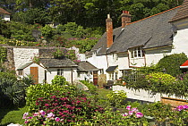 Coastal cottages and gardens, Somerset, UK, May