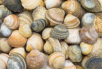 Cockle shells, close up study of empty shells,