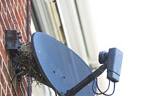 Young Collard doves {Streptopelia decaocto} in nest behind satellite TV reciever, Norfolk, UK, June